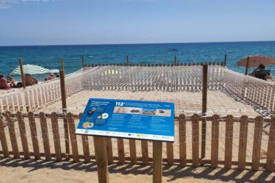 Niu de tortuga marina a la Platja Gran (Riuet)