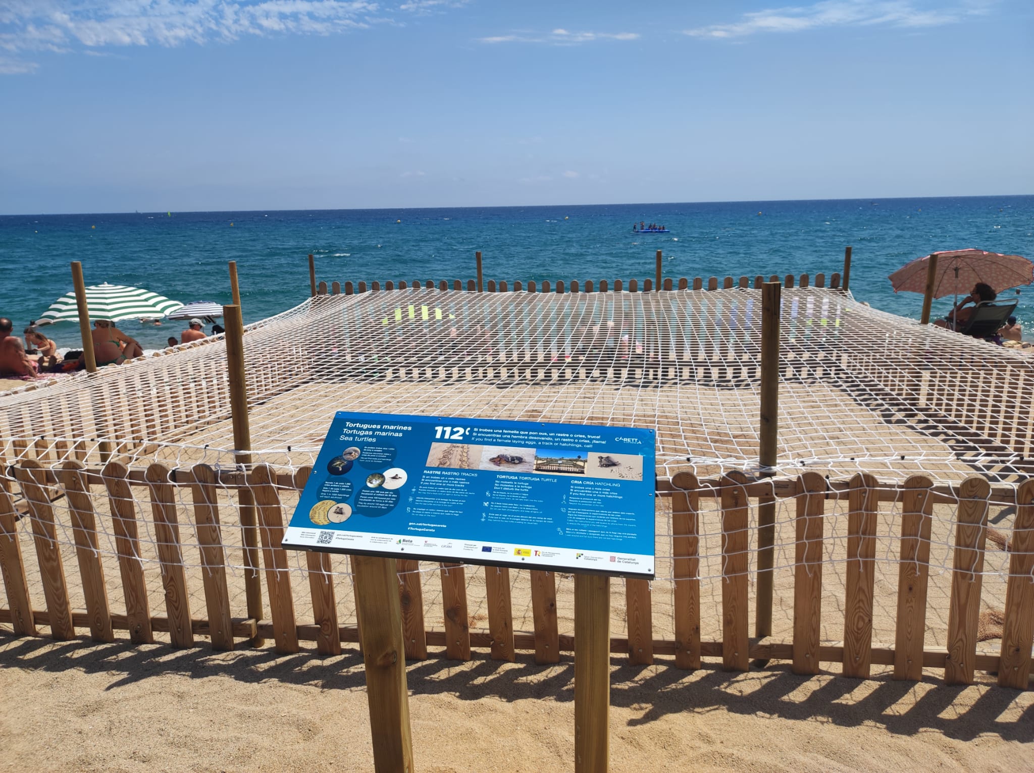 Niu de tortuga marina a la Platja Gran (Riuet)