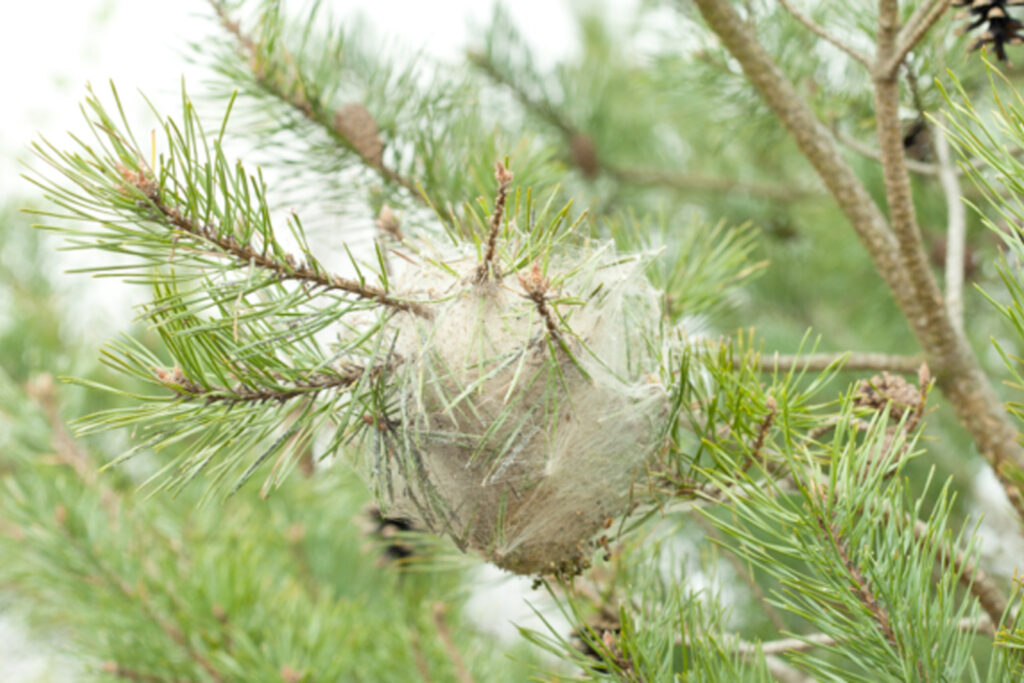 Tractament fitosanitari processionària del pi