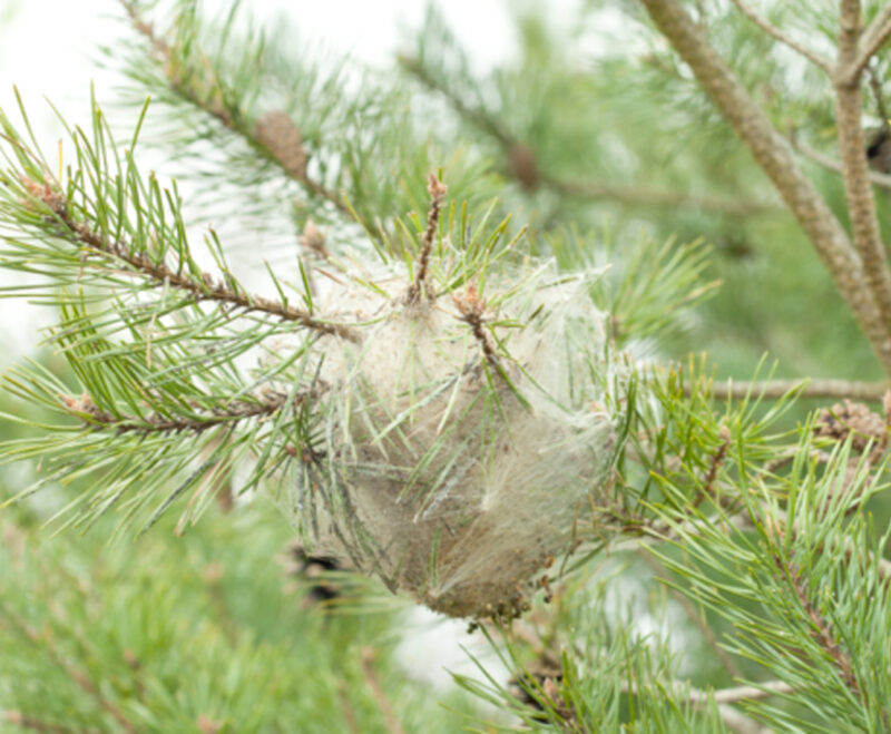 Imatge Tractament fitosanitari processionària del pi