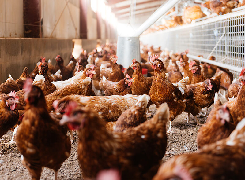 Imatge Mesures davant el contagi per influència aviar