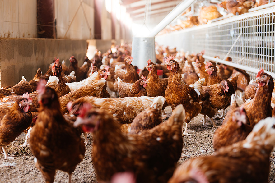 Mesures davant el contagi per influència aviar