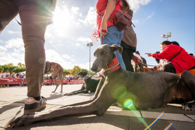 8a Desfilada Canina de Platja d’Aro