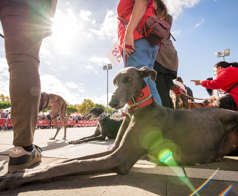 Imatge 8a Desfilada Canina de Platja d’Aro