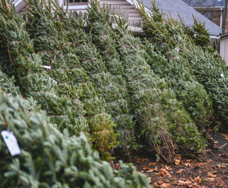 Imatge Recollida d’arbres de Nadal