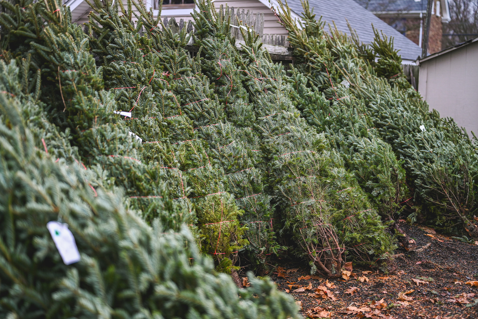 Recollida d’arbres de Nadal