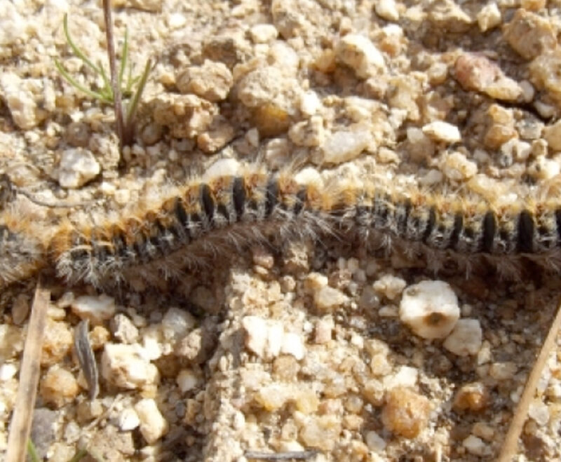 Imatge Pla d’actuació contra la processionària