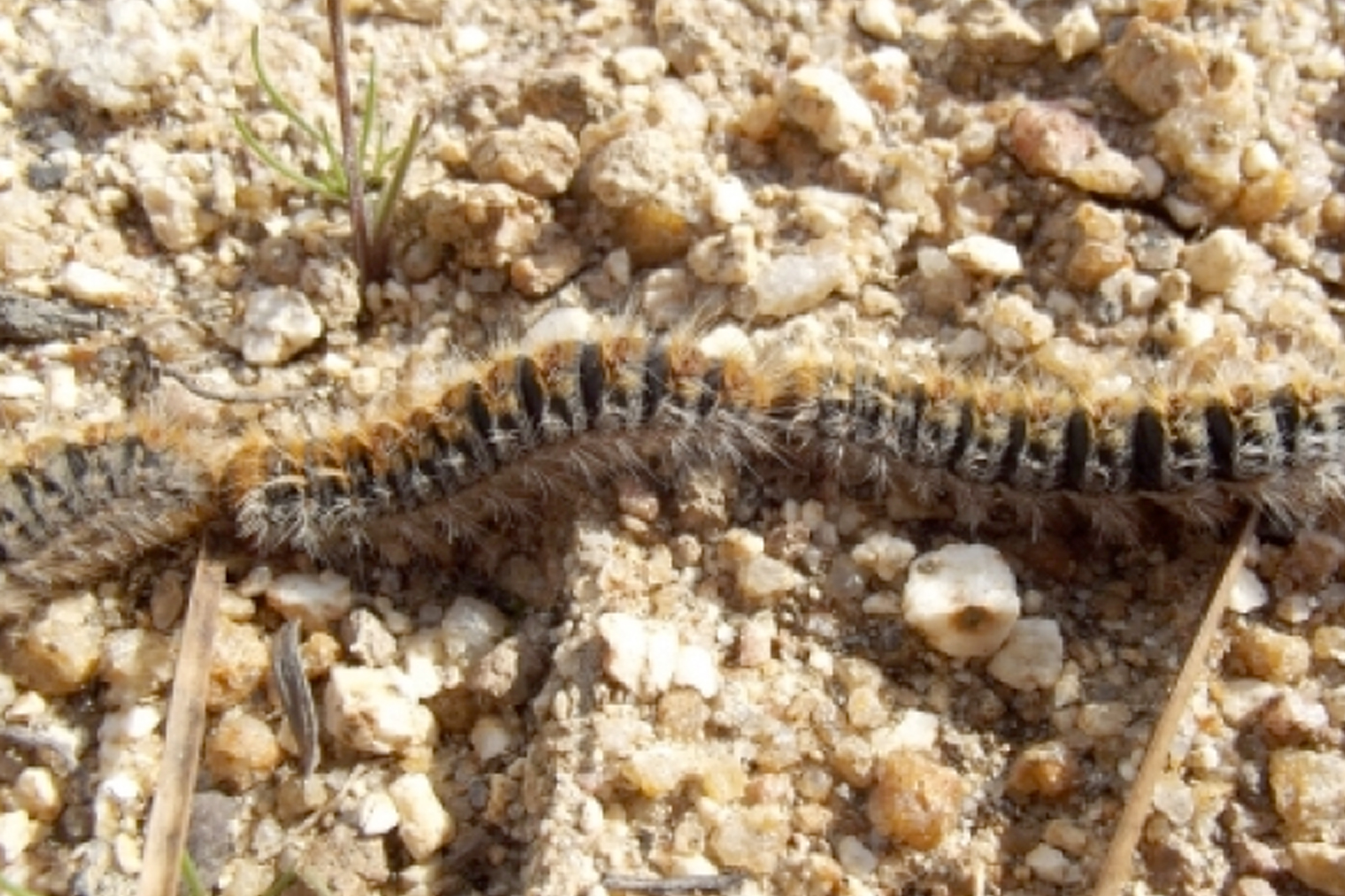 Pla d’actuació contra la processionària